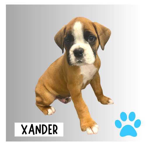 Xander