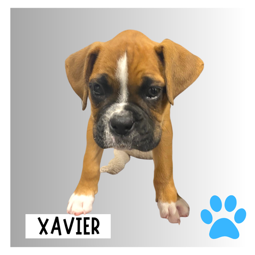 Xavier