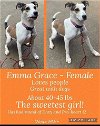 adoptable Dog in  named *Emma Grace