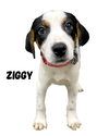 Z9M ZIGGY