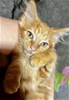 adoptable Cat in  named CAT-Mac