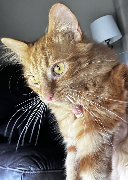 CAT-Mac