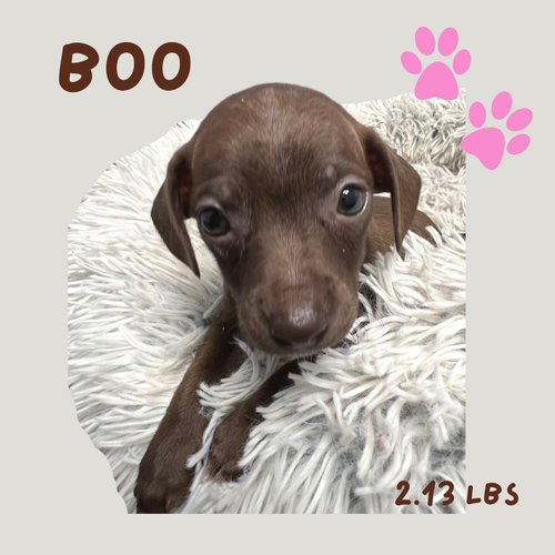 BOO