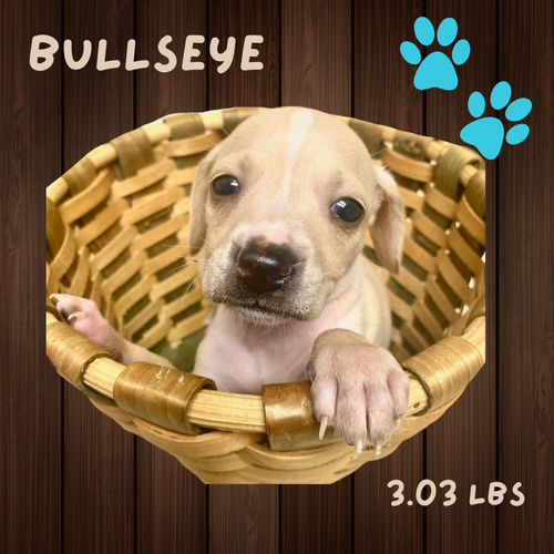BULLSEYE