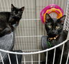 CAT-Joie