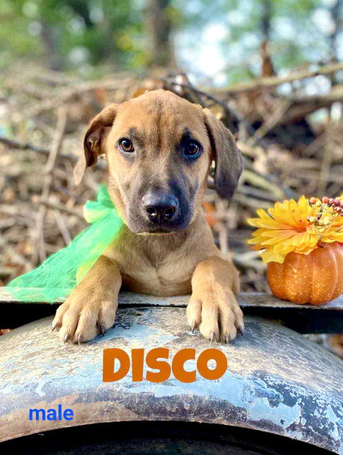 DISCO