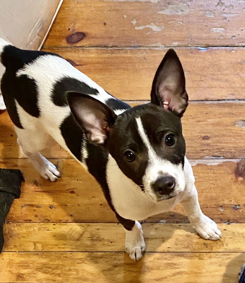 Louie