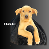 FARRAH