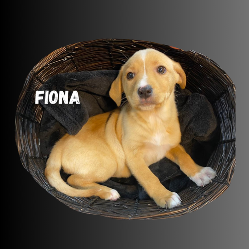 FIONA