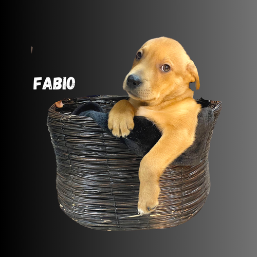 FABIO