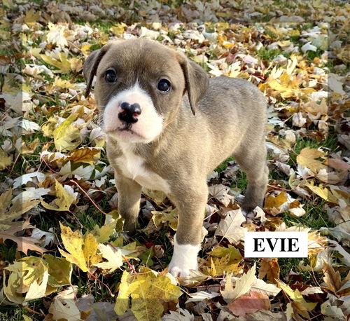 EVIE