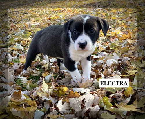 ELECTRA