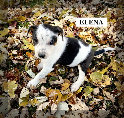 ELENA