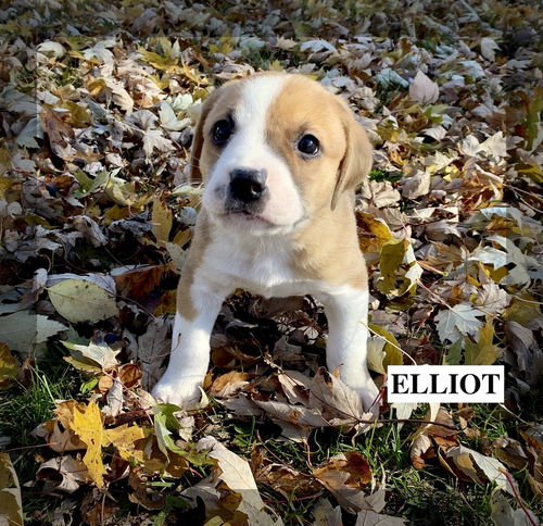 ELLIOTT