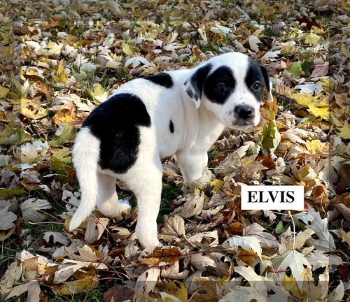 ELVIS