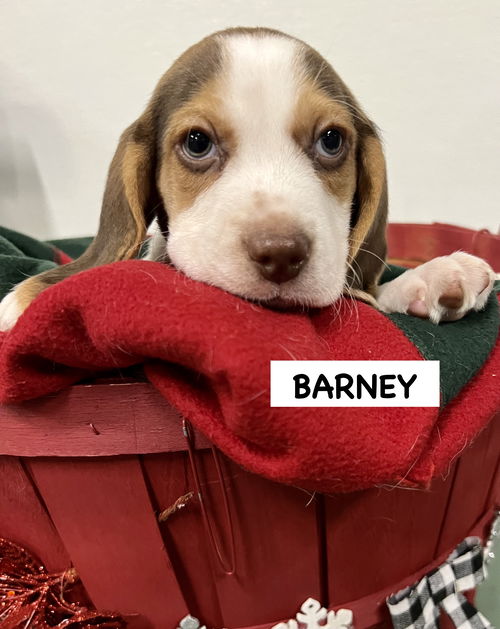 H Litter BARNEY