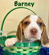 H Litter BARNEY