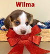 H Litter WILMA