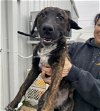 adoptable Dog in , IL named KRIS