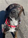 adoptable Dog in , IL named KRIS