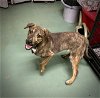 adoptable Dog in , IL named KRINGLE