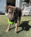 adoptable Dog in , IL named KRINGLE
