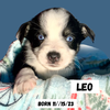 LEO