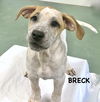 BRECK