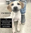 BRECK