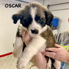 OSCAR (nka Gunnar)