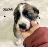 OSCAR (nka Gunnar)