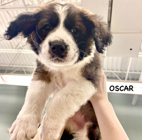 OSCAR (nka Gunnar)