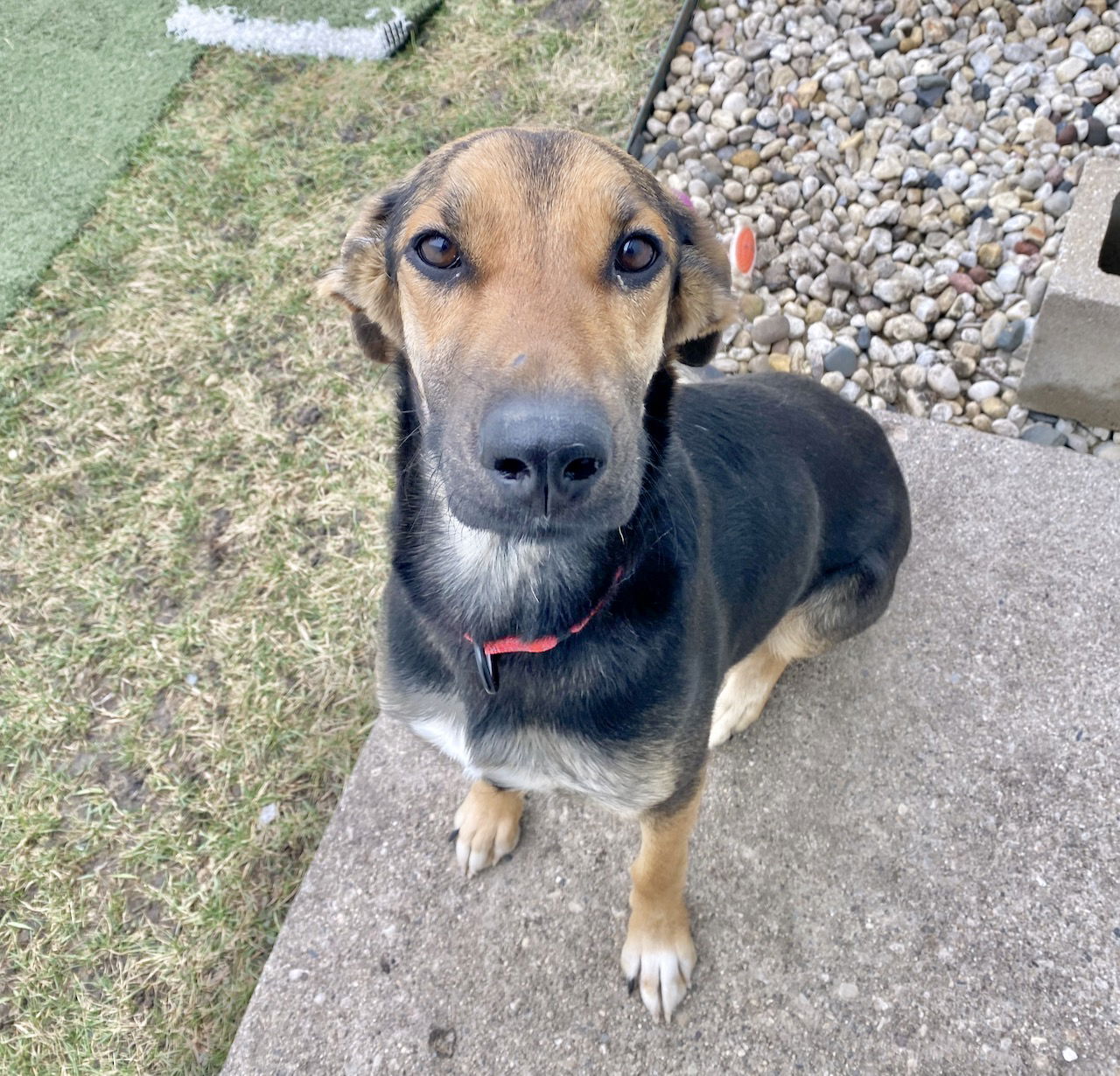 Dog for Adoption - NADINE, a Shepherd in Belvidere, IL | Alpha Paw