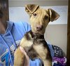 adoptable Dog in gilberts, IL named NEW YORK