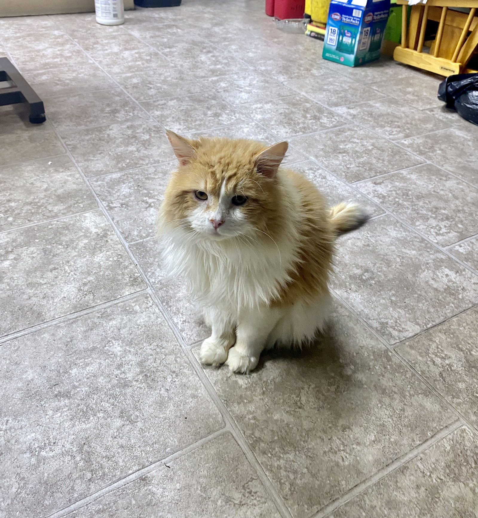 Cats for Adoption in Beloit, Wisconsin Alpha Paw
