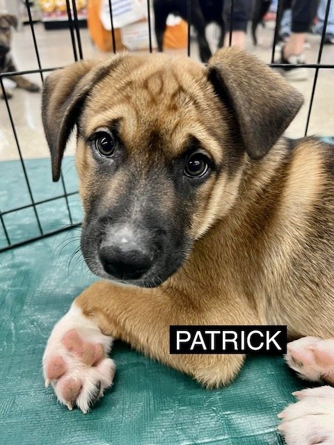 adoptable Dog in Gilberts, IL named PATRICK