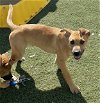 adoptable Dog in  named PAUL