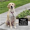 adoptable Dog in , IL named MAGGIE