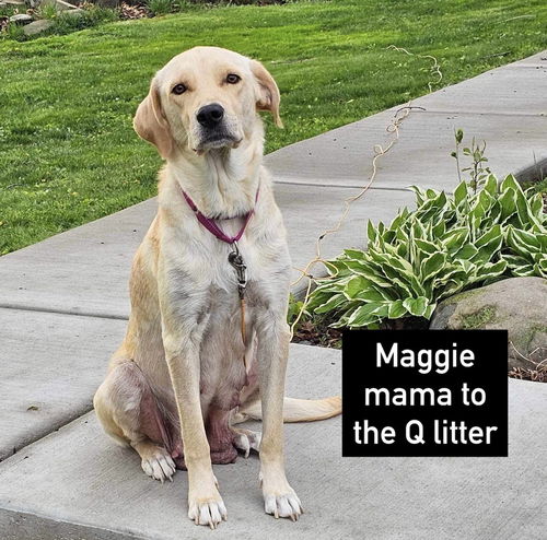 MAGGIE