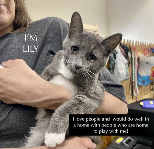 CAT-Lily