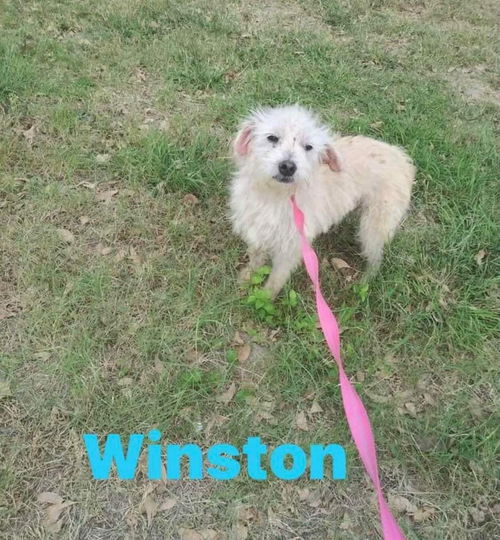 WINSTON