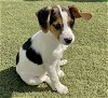 adoptable Dog in  named WEBSTER