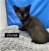 adoptable Cat in  named CAT-U1F-VELMA