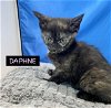 adoptable Cat in  named CAT-U2F DAPHNE