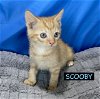 adoptable Cat in  named CAT-U5M SCOOBY