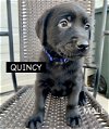 adoptable Dog in  named QUINCY