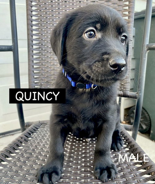 QUINCY