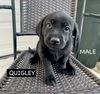 QUIGLEY