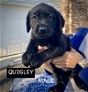 adoptable Dog in  named QUIGLEY