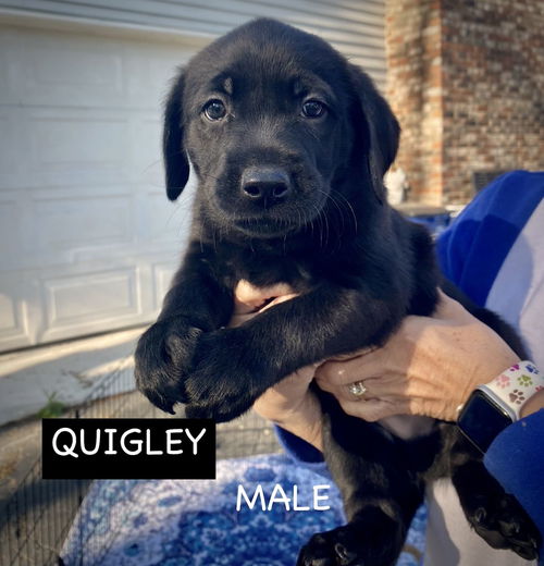 QUIGLEY